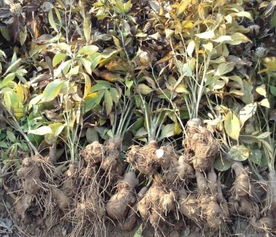 正确Zuo法来自山东寿光育苗基地：