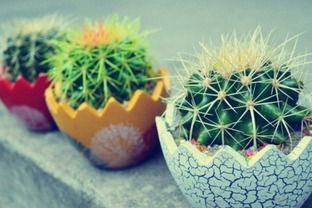 尖刺：天然的“保护伞”