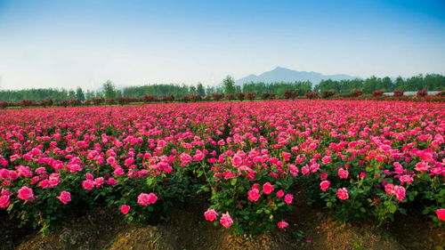 玫瑰花园里的秘密肥料：尿液大揭秘！