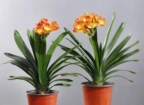 六月花开， 花语高贵与坚韧