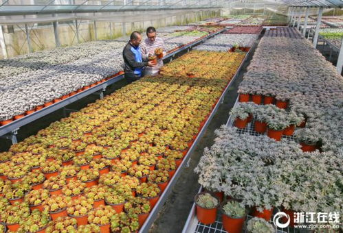 多肉植物大全：新手必看的养护指南