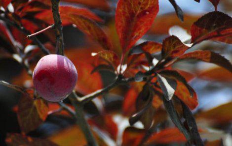 紫叶李的毒性：不仅仅是果实的问题