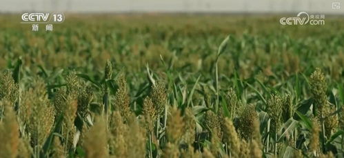 耐盐碱地的草种， 海滨雀稗是首选