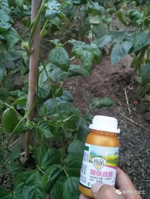 花生花叶病用什么农药见效快？试试这些药
