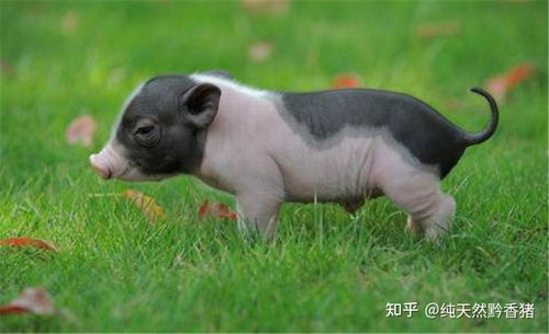 母猪产后不吃食？找准原因