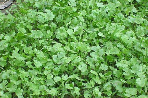 香菜，秋天里的清新味道