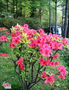 映山红，红遍山野是何花