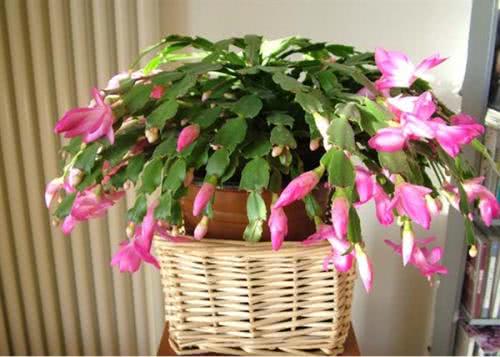 2. 剪去徒长枝条