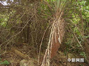 黄杨树测量那些事儿，你真的会量吗？