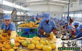 饲料加工算农产品初加工吗？如何避开误区节省成本？