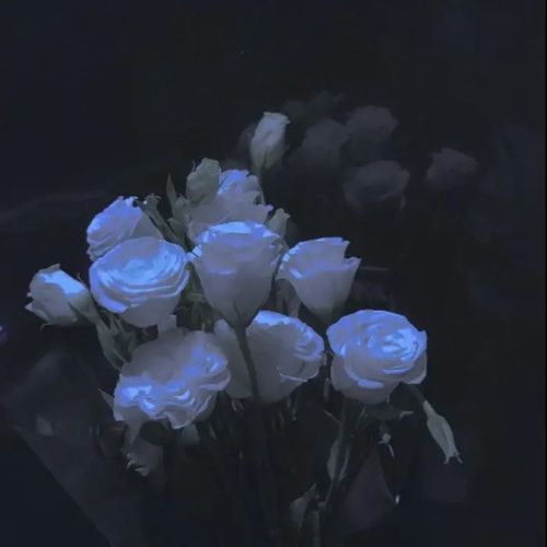 碎冰蓝玫瑰，象征纯洁与神秘