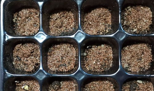 多肉种子如何播种并成功发芽？