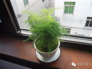 文竹长太高了有什么控制方法和养护技巧可以使其保持理想高度