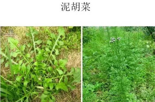 异丙草胺合成过程中，如何正确使用以确保农田杂草有效控制且不损害作物？