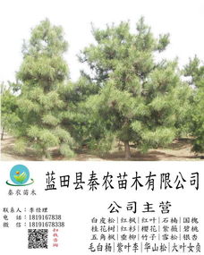 土壤湿度大，树枝发黄的原因