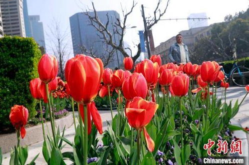 庭院为何不种“郁金香”？春意盎然