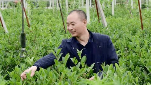 湖南召市镇启动油茶补植行动：41万株苗木助力生态振兴