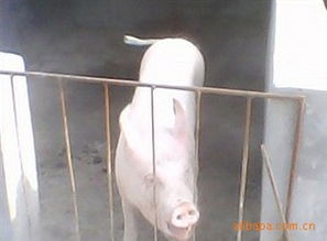 邳州子猪价格如何？占城茅山养猪场工资待遇怎么样？