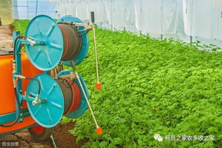 问题一：乙草胺对棉花的生长有没有影响？