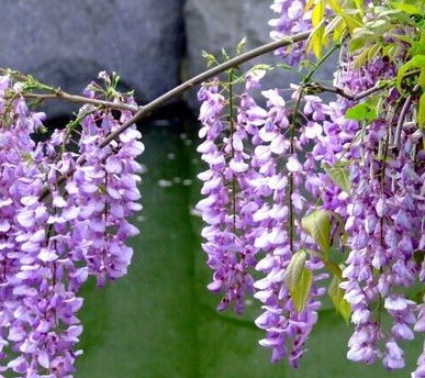 紫藤花在楼顶种植的考量