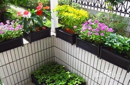 阳台植物遮阳降温攻略：夏日不蒸笼