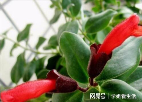 口红吊兰的花期是多久，一般能持续多长时间开花
