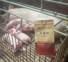 母猪产后便秘的原因有哪些？如何预防及缓解