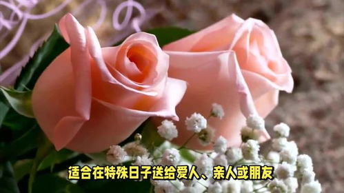 香槟色玫瑰的寓意究竟是什么它背后隐藏着怎样的情感宣言