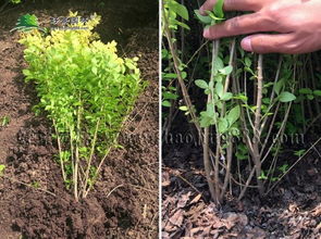 挖树穴，这事儿得讲究