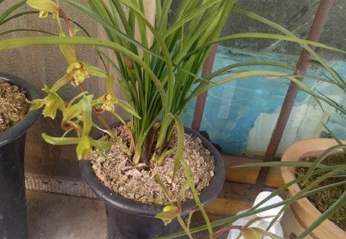 四川蕙兰：收藏界的耀眼新星