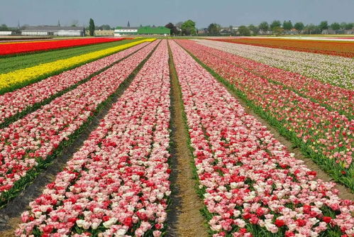 那些花儿， 那些蜜