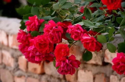 月季开花， 施肥是关键