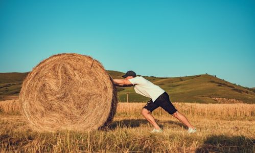 海边植物枯死之谜