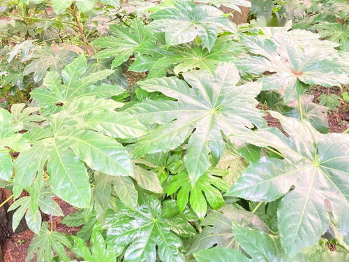 探秘红色根植物的药用之谜