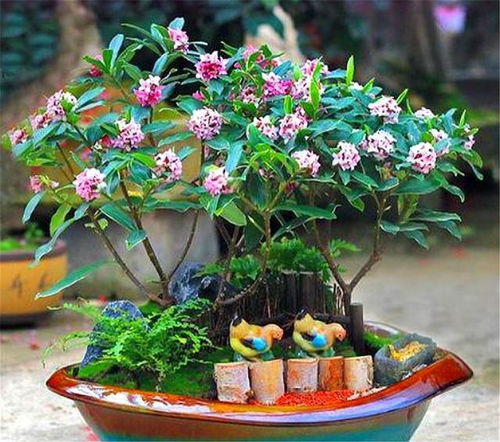 秋天养护金边瑞香的小窍门