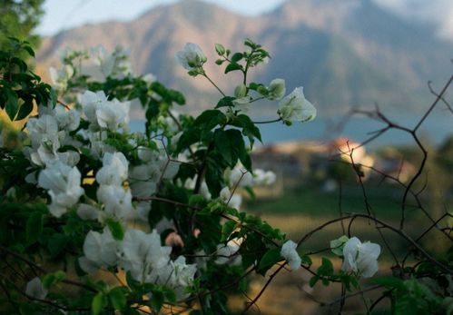 二月兰：思念之情， 花开淡紫