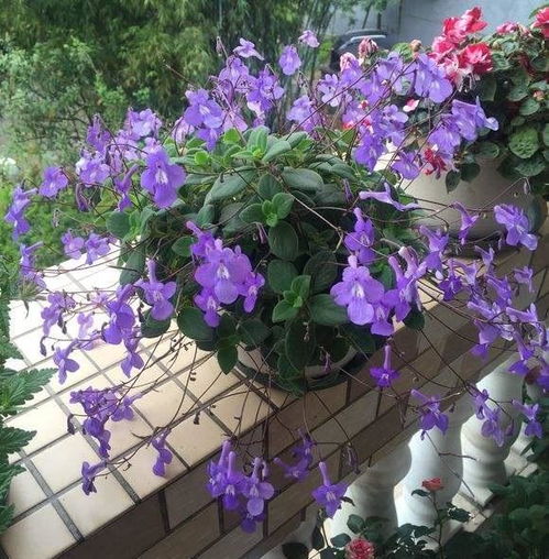 海豚花：浪漫的阳台点缀