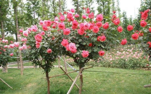 萌芽初现，期待成活