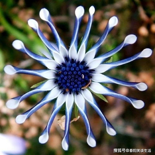 休眠机制