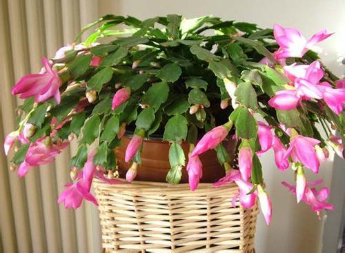 室内养什么花最好？这几种花卉好看又好养
