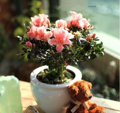 杜鹃花：传统名花的魅力