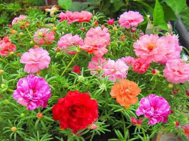 棣棠花， 颜色亮晶晶