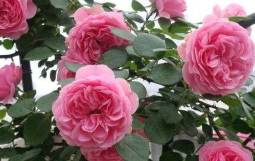 第二招：堪花型