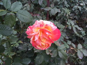 果汁阳台月季：城市阳台的绿意