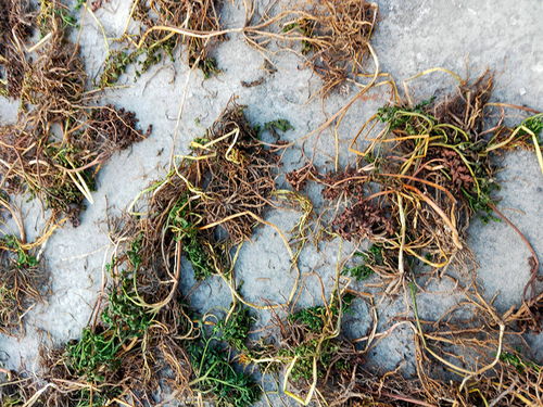 农药对蚂蟥的影响