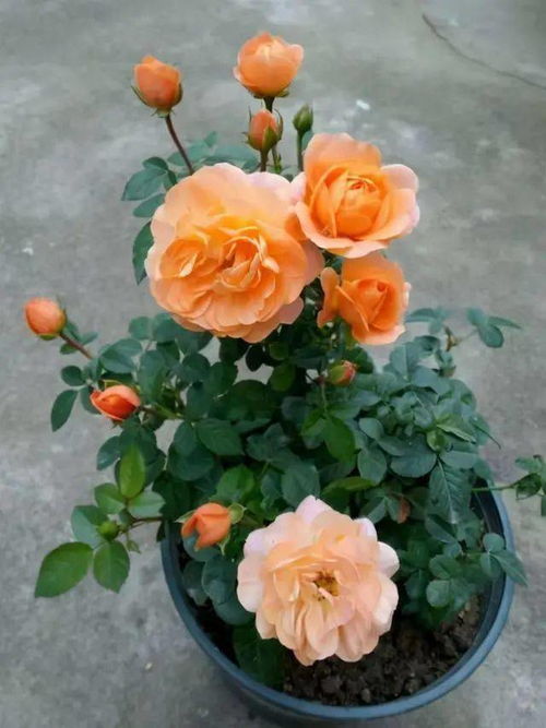 阿尔巴阳台月季Alba Terrazza的花期揭秘