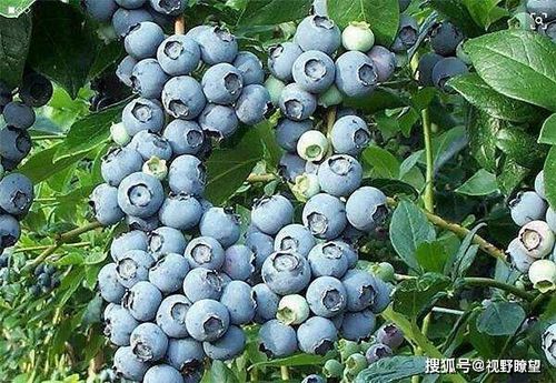 蓝莓树长啥样？果农带你揭秘它的独特魅力