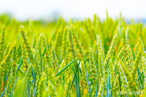 小麦套餐价格揭秘：一亩多少钱？