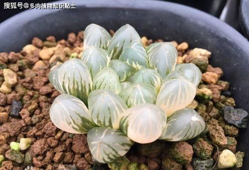 土壤养殖：透气性好的土壤是关键