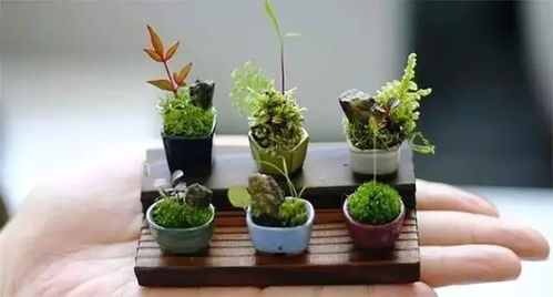 “小盆花缺水，为何比大盆花更严重